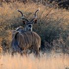 Kudu