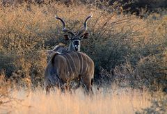 Kudu