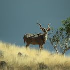 Kudu