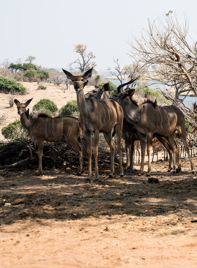 Kudu