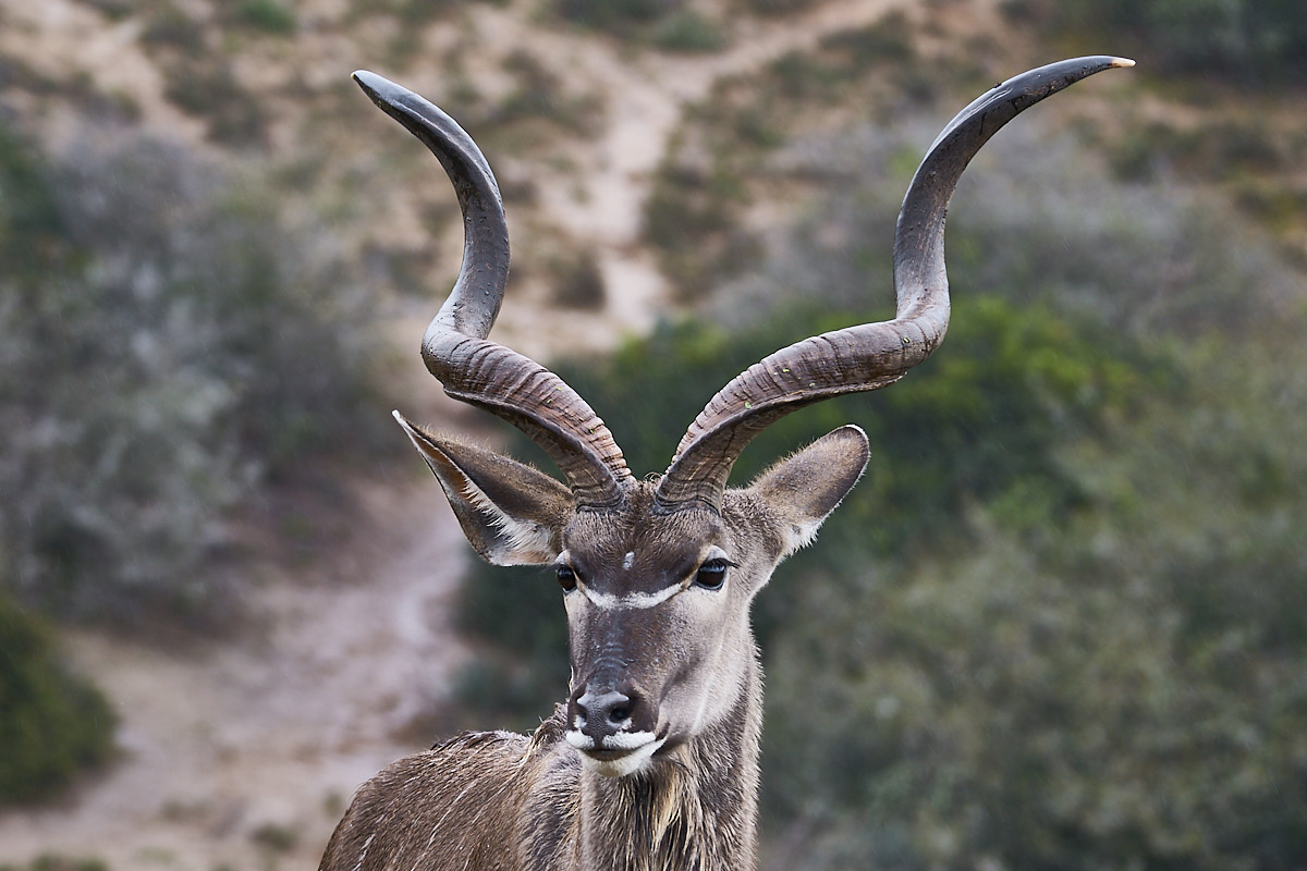 Kudu