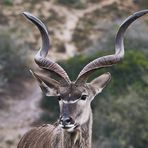 Kudu