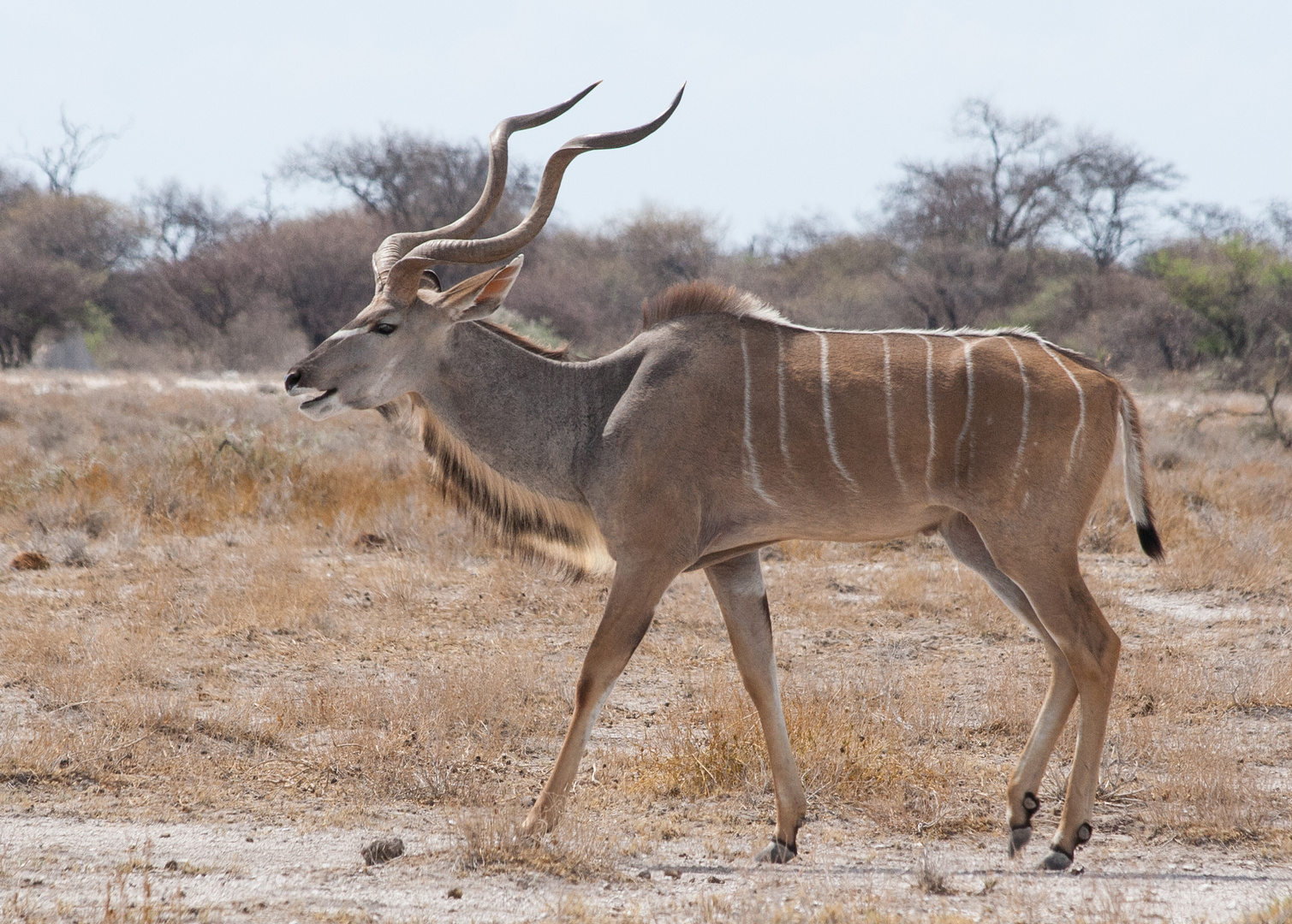 Kudu