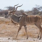 Kudu