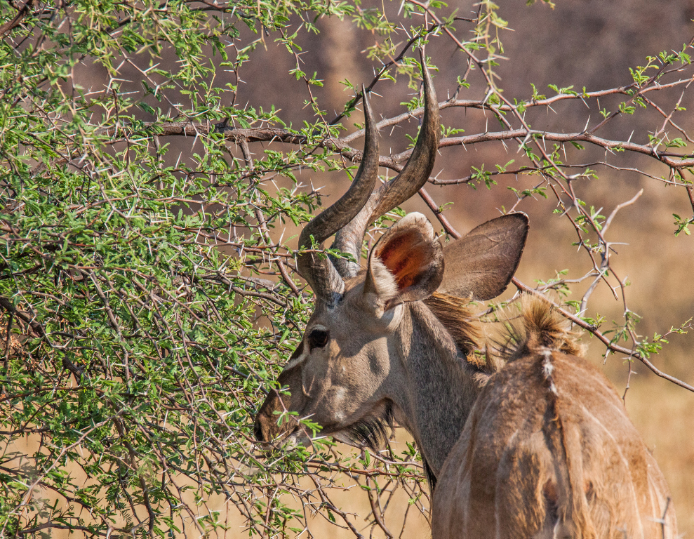 Kudu 