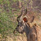 Kudu 