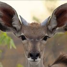 Kudu