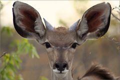 Kudu