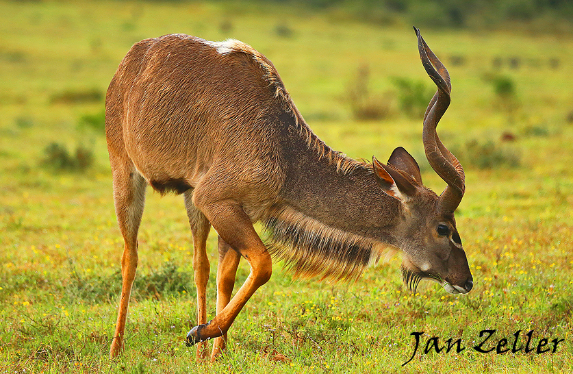 Kudu