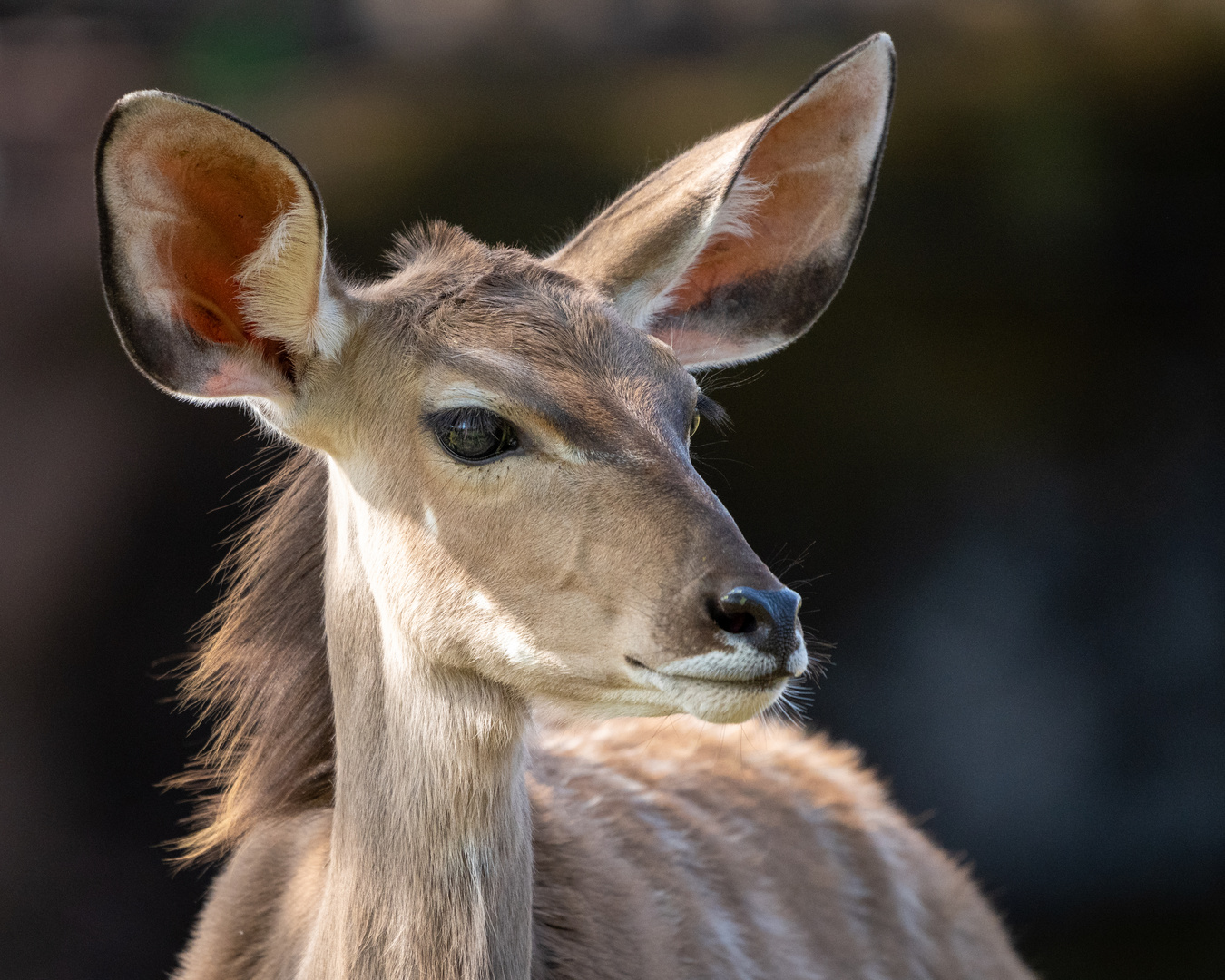 Kudu