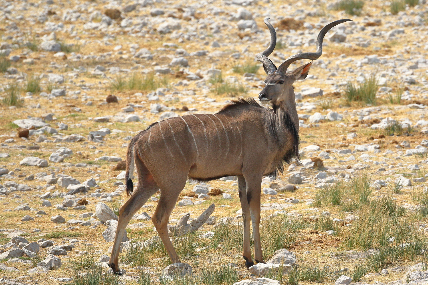 Kudu Foto Bild africa southern africa namibia Bilder Kudu Foto Bild africa southern africa namibia Bilder