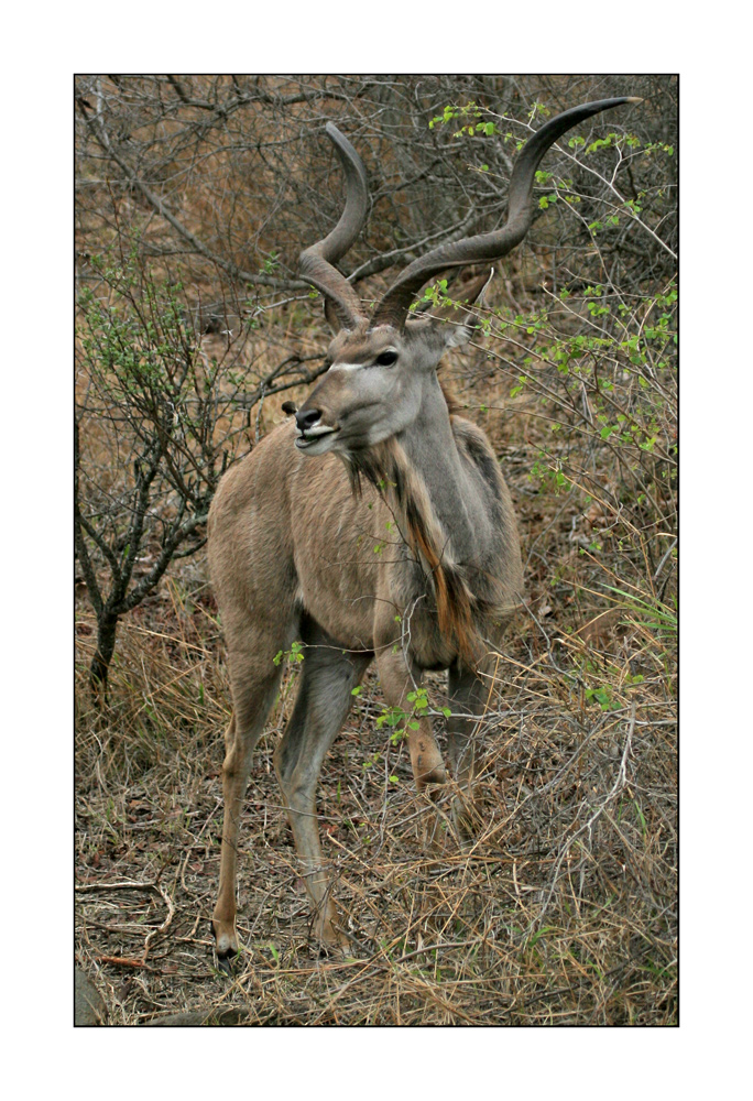 Kudu...