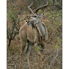 Kudu...