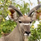 Kudu