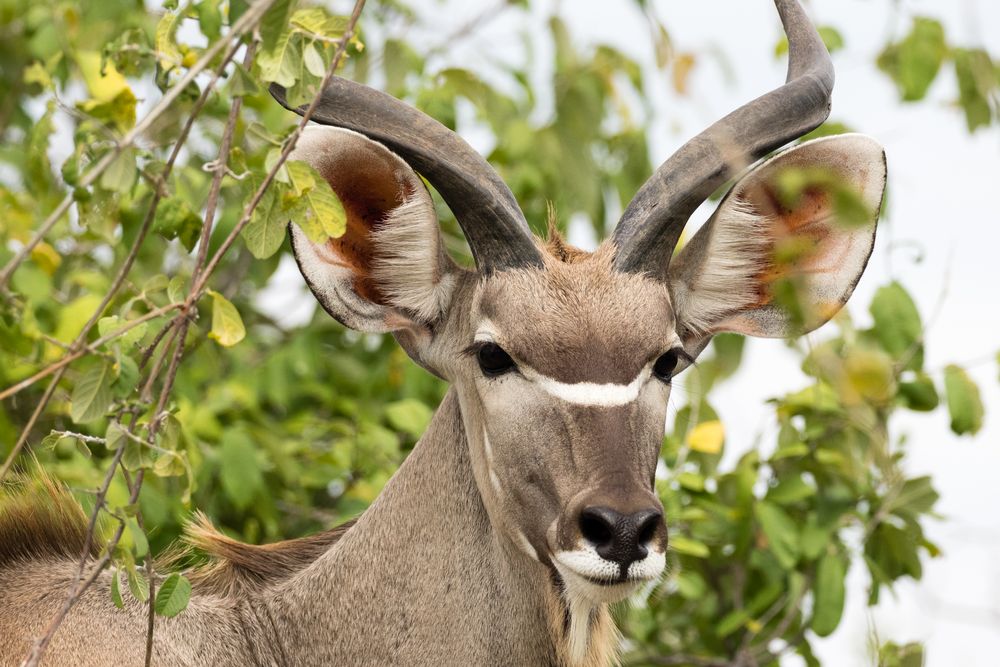 Kudu