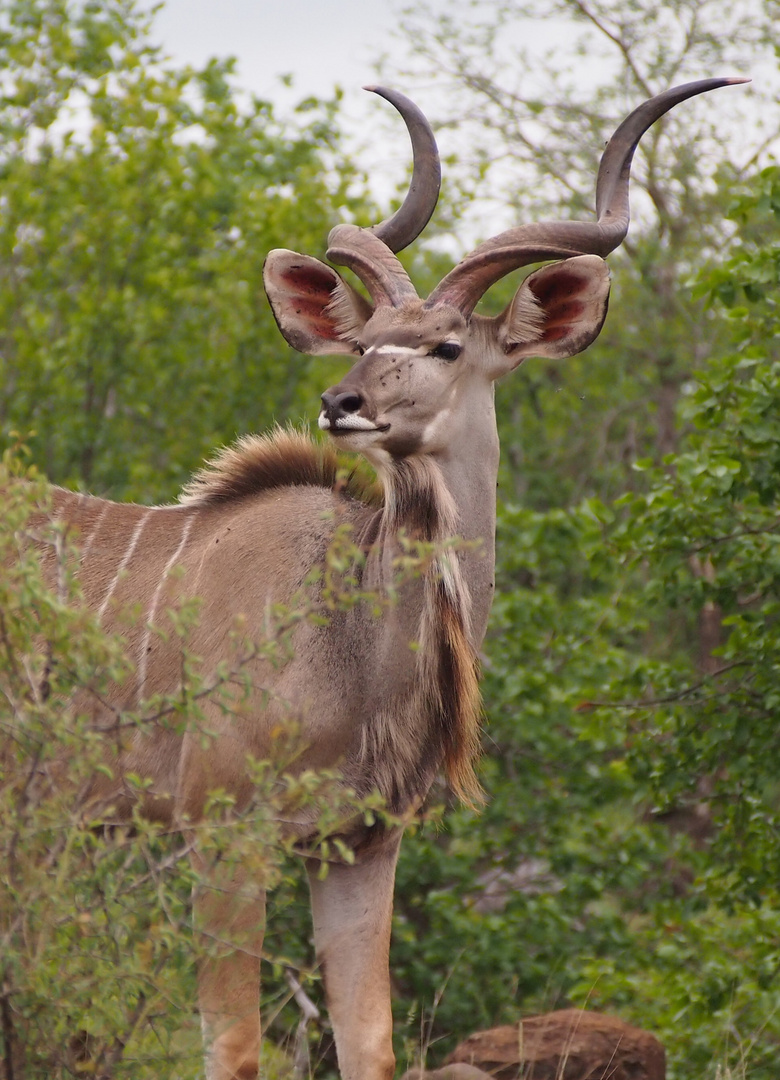 Kudu