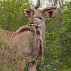 Kudu