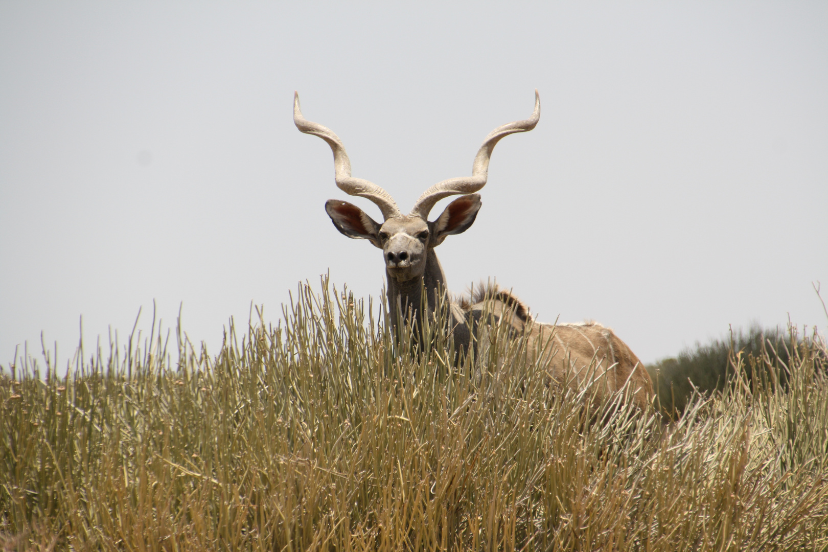 Kudu