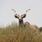 Kudu