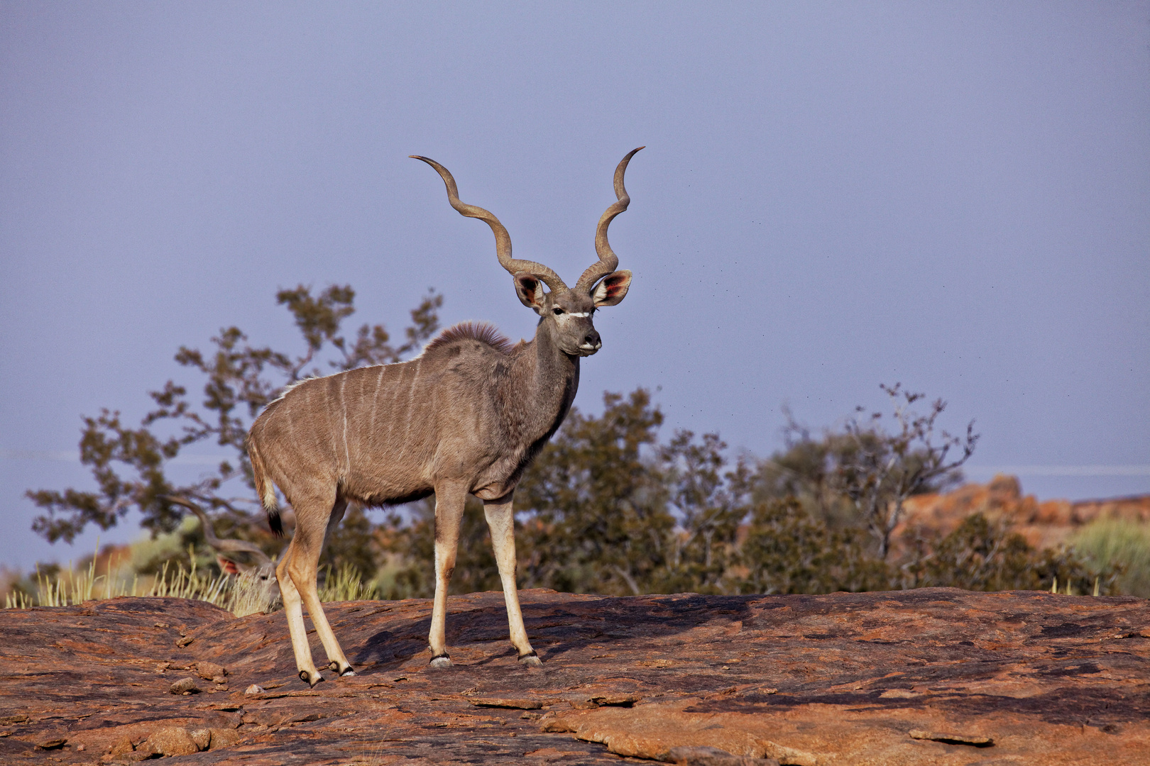 Kudu