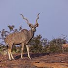 Kudu