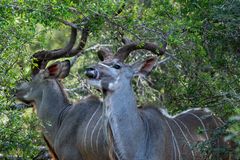 Kudu