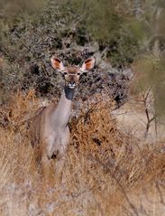 Kudu