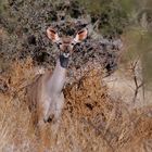 Kudu