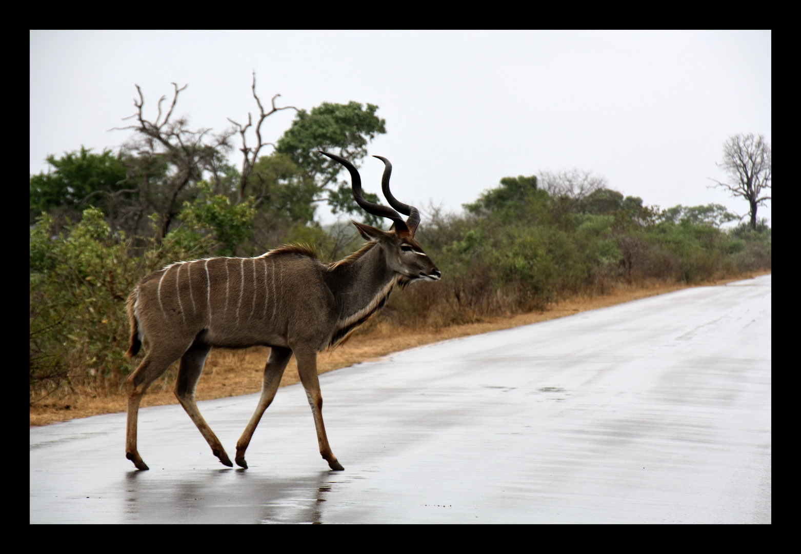 Kudu