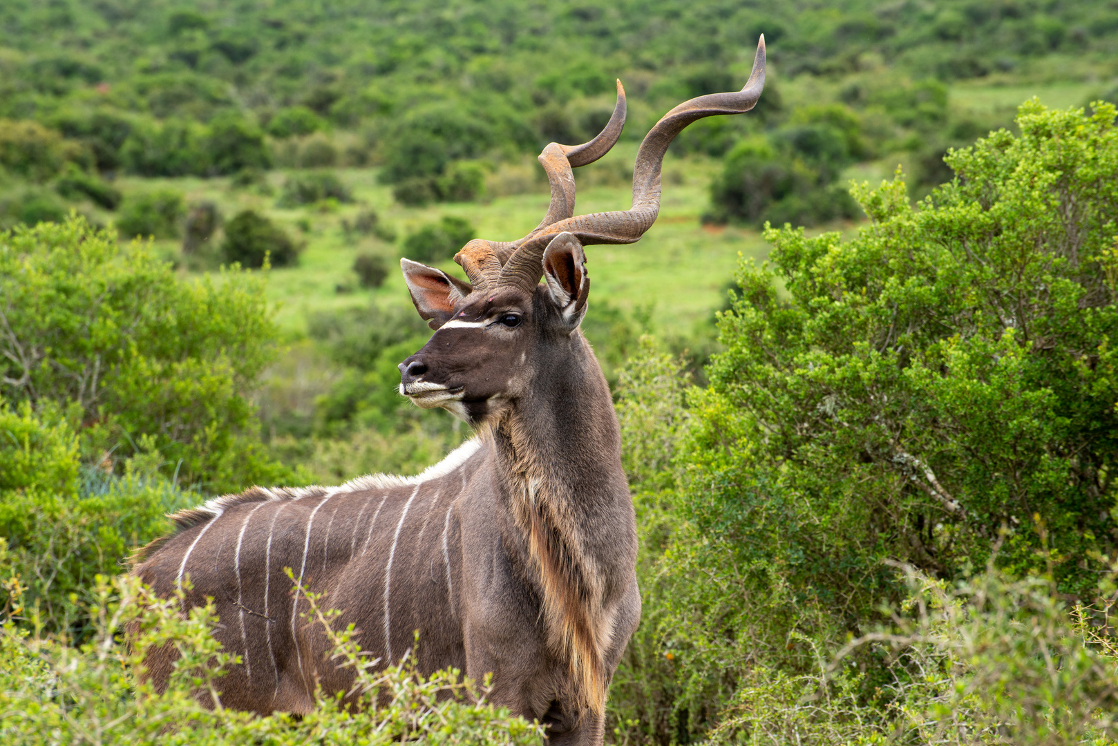 Kudu