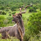 Kudu