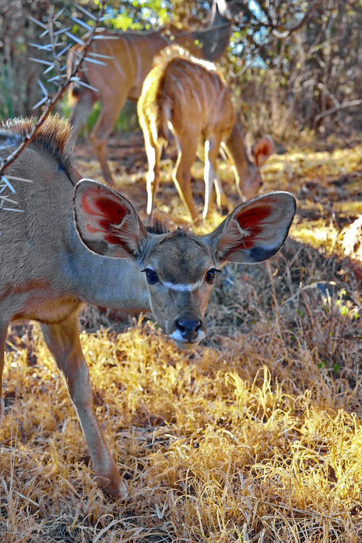 Kudu