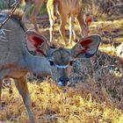 Kudu