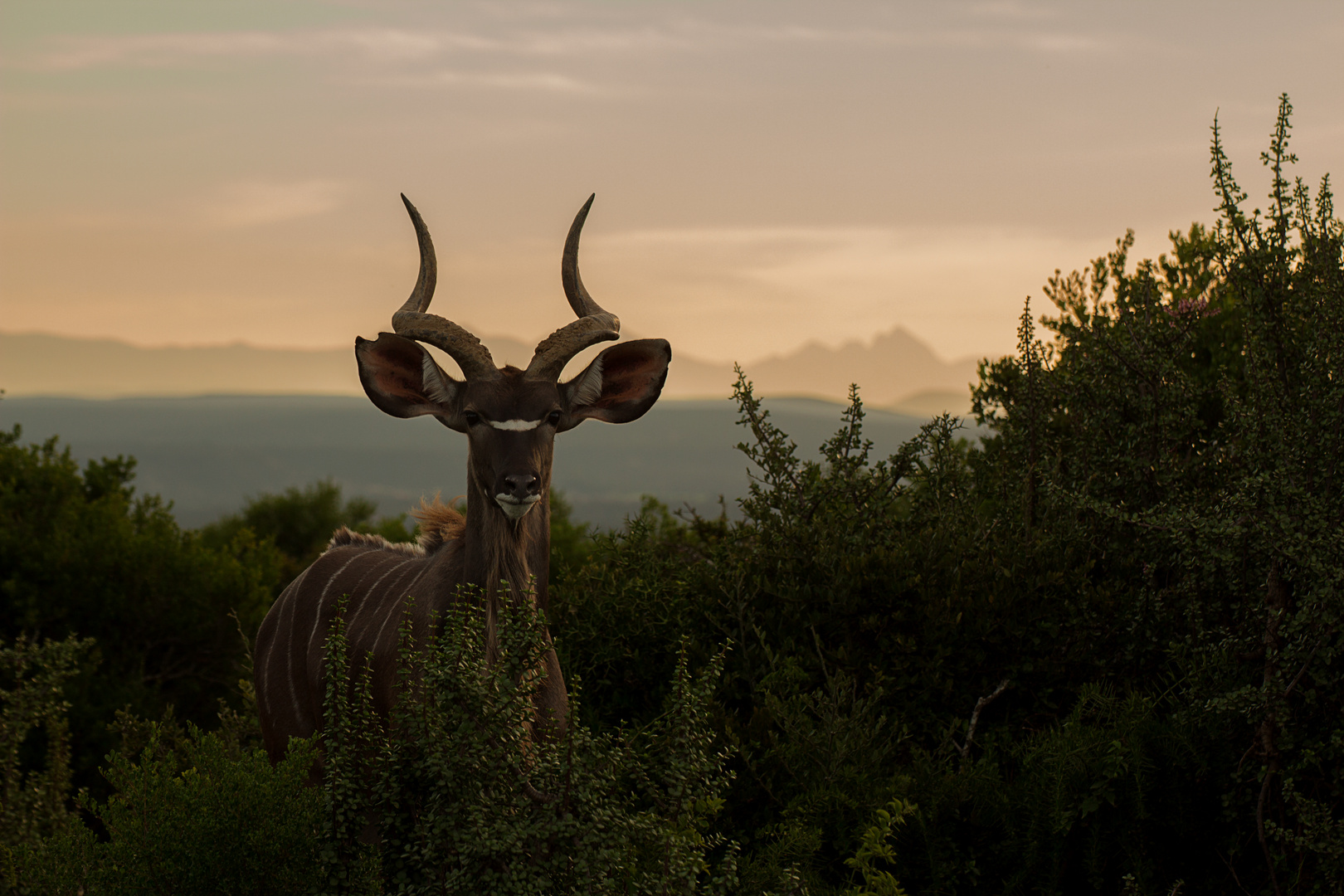 Kudu | Addo NP