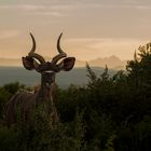 Kudu | Addo NP