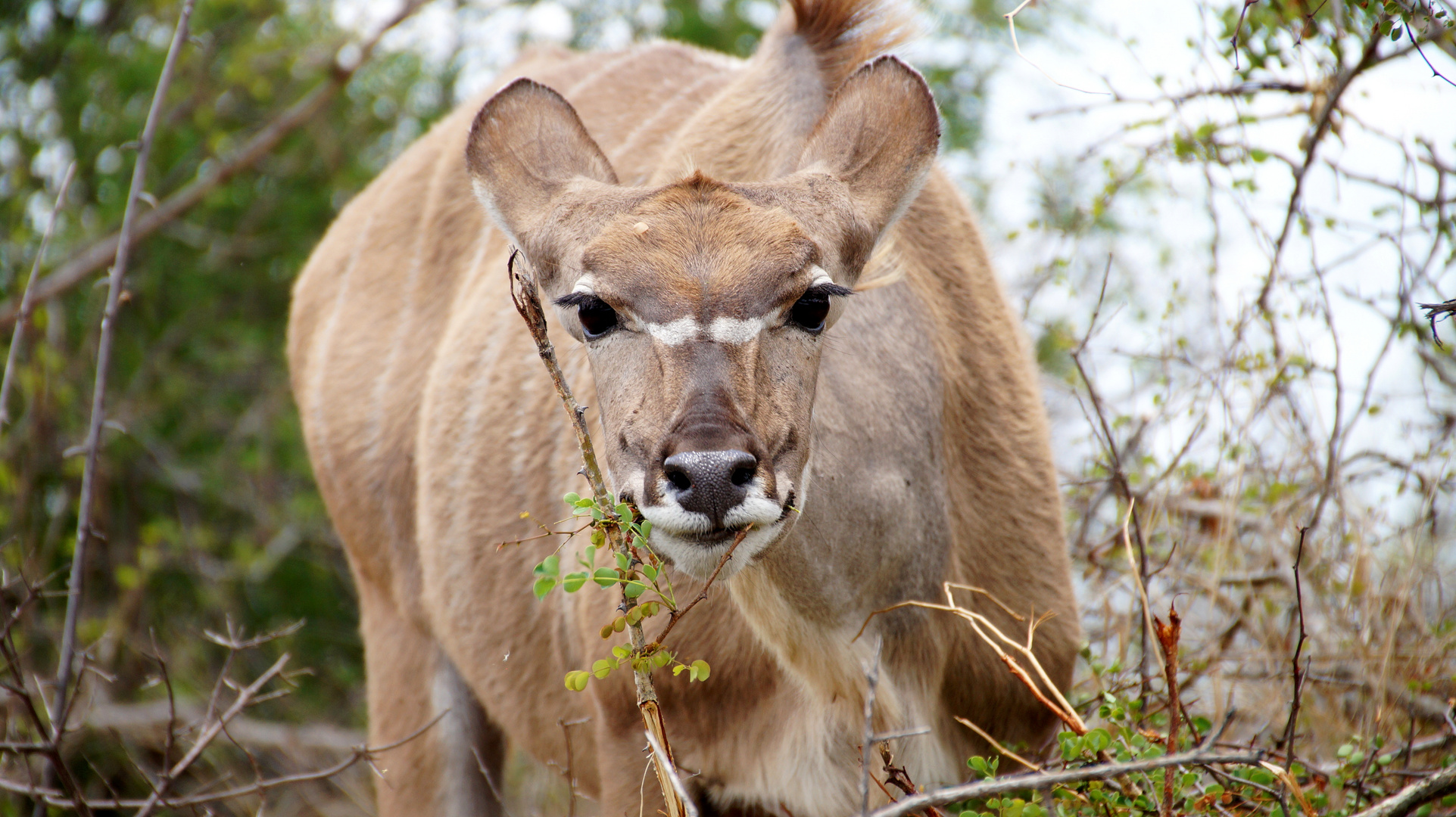 Kudu