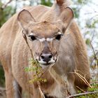 Kudu