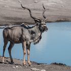 Kudu am Wasserloch