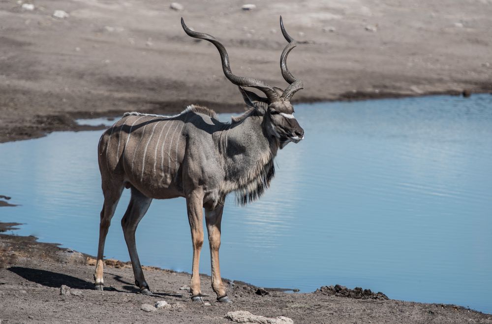 Kudu am Wasserloch