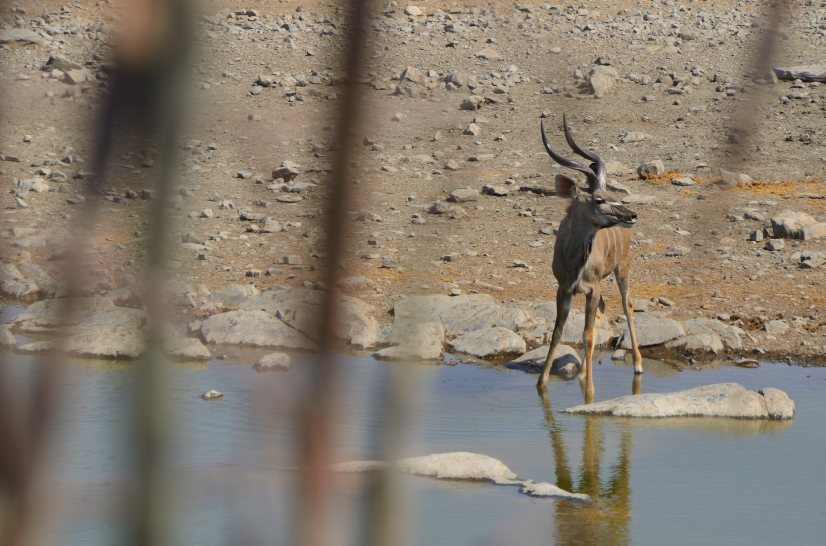 Kudu am Wasserloch