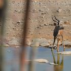 Kudu am Wasserloch