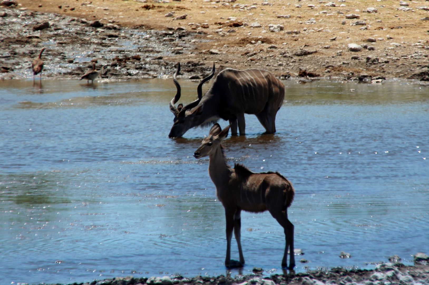 Kudu an der Wasserstelle Aus