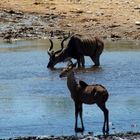 Kudu an der Wasserstelle Aus