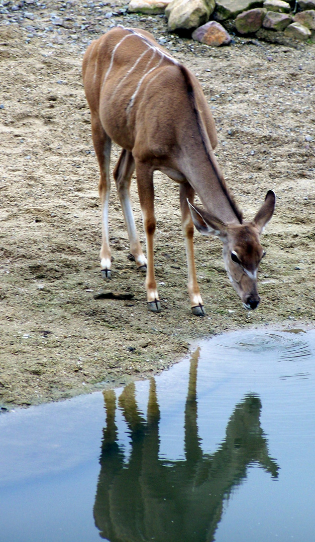Kudu an der Wasserstelle!