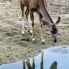 Kudu an der Wasserstelle!