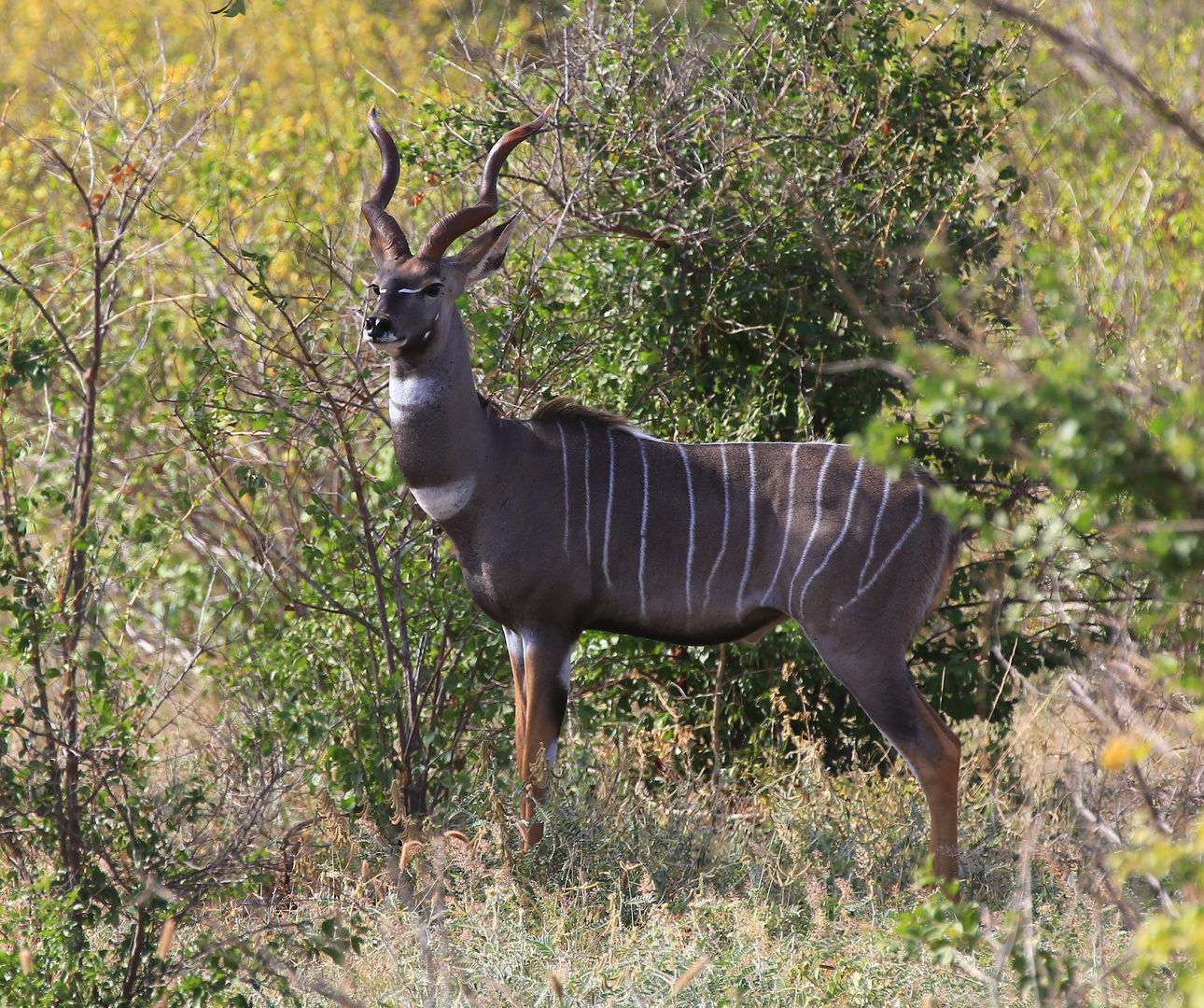 Kudu Antilope