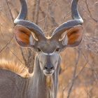 Kudu Antilope