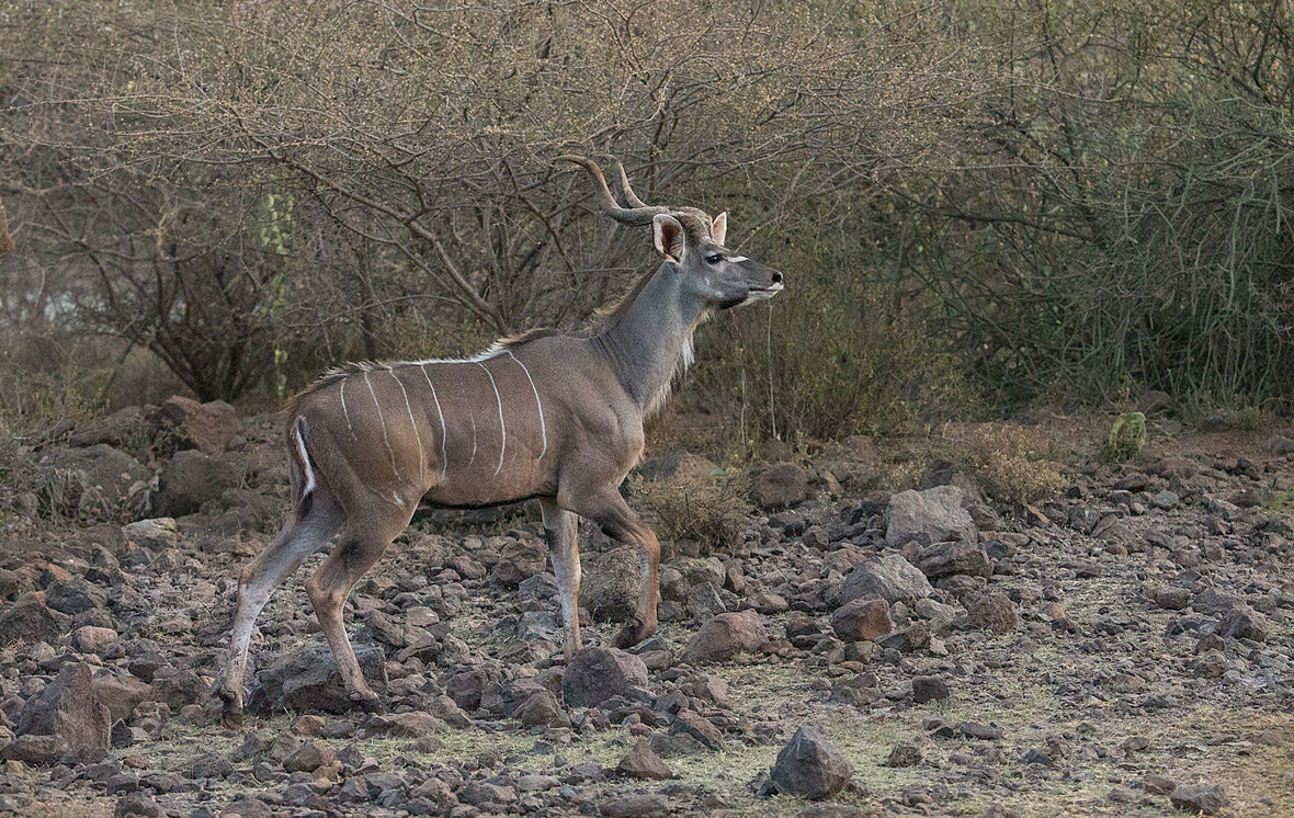 Kudu Antilope