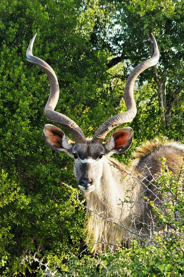 Kudu-Antilope in voller Pracht