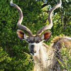 Kudu-Antilope in voller Pracht